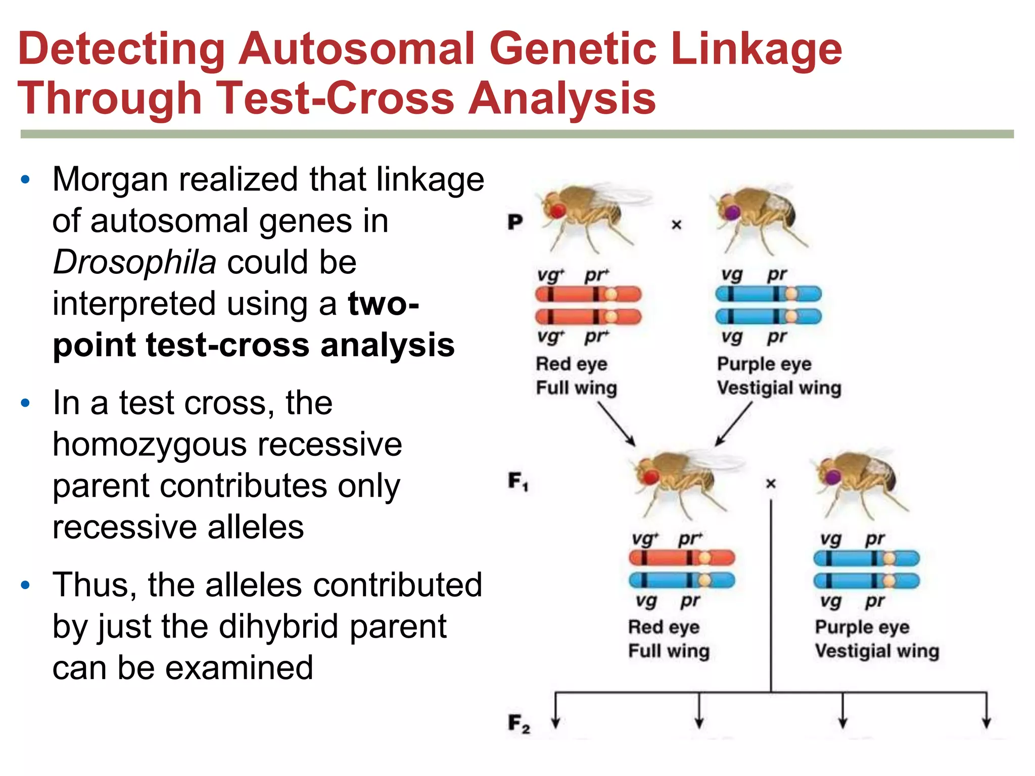 Detecting Autosomal Genetic Linkage
Through Test-Cross Analysis
• Morgan realized that linkage
of autosomal genes in
Drosophila could be
interpreted using a twopoint test-cross analysis
• In a test cross, the
homozygous recessive
parent contributes only
recessive alleles
• Thus, the alleles contributed
by just the dihybrid parent
can be examined

 