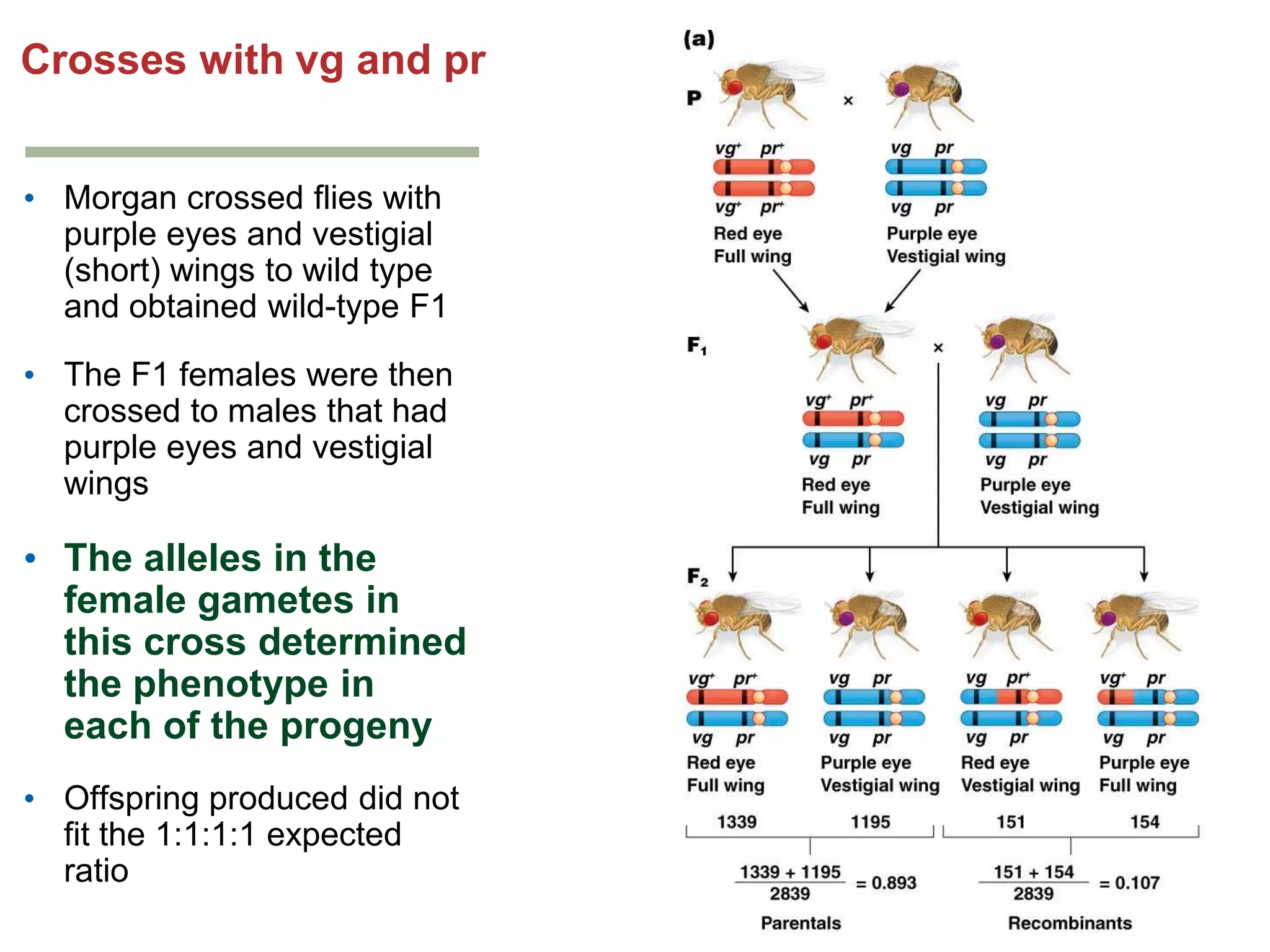 Crosses with vg and pr
• Morgan crossed flies with
purple eyes and vestigial
(short) wings to wild type
and obtained wild-type F1
• The F1 females were then
crossed to males that had
purple eyes and vestigial
wings

• The alleles in the
female gametes in
this cross determined
the phenotype in
each of the progeny
• Offspring produced did not
fit the 1:1:1:1 expected
ratio

 