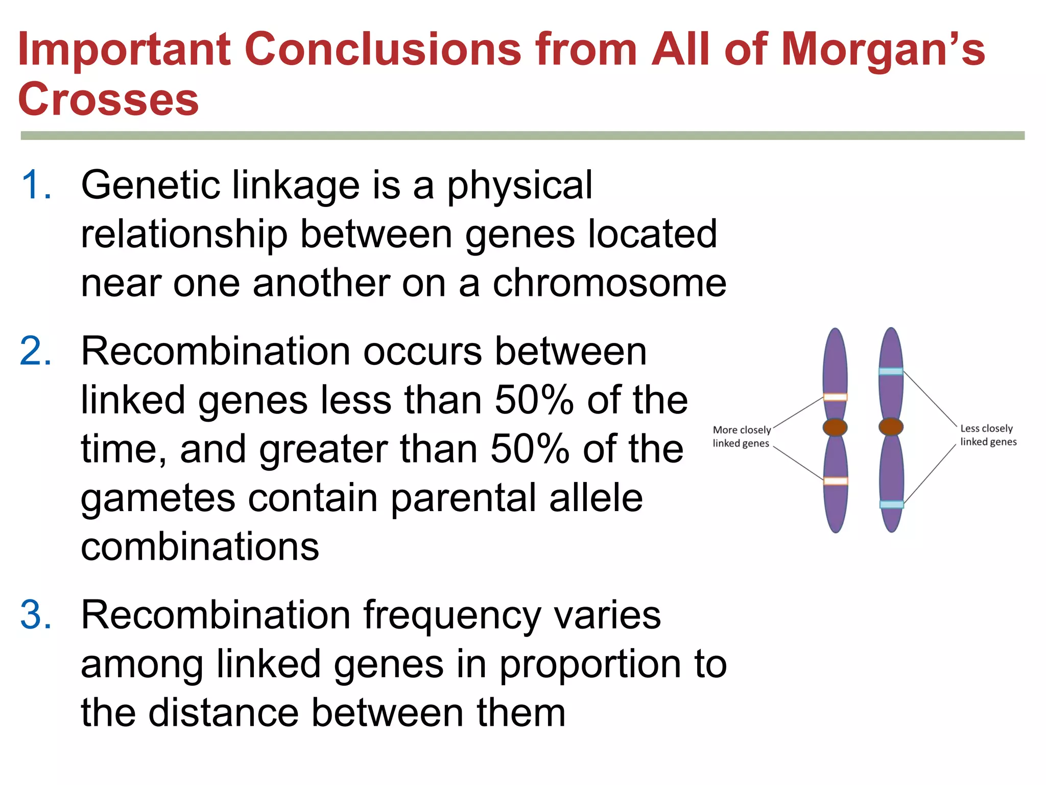 Important Conclusions from All of Morgan’s
Crosses
1. Genetic linkage is a physical
relationship between genes located
near one another on a chromosome
2. Recombination occurs between
linked genes less than 50% of the
time, and greater than 50% of the
gametes contain parental allele
combinations

3. Recombination frequency varies
among linked genes in proportion to
the distance between them

 