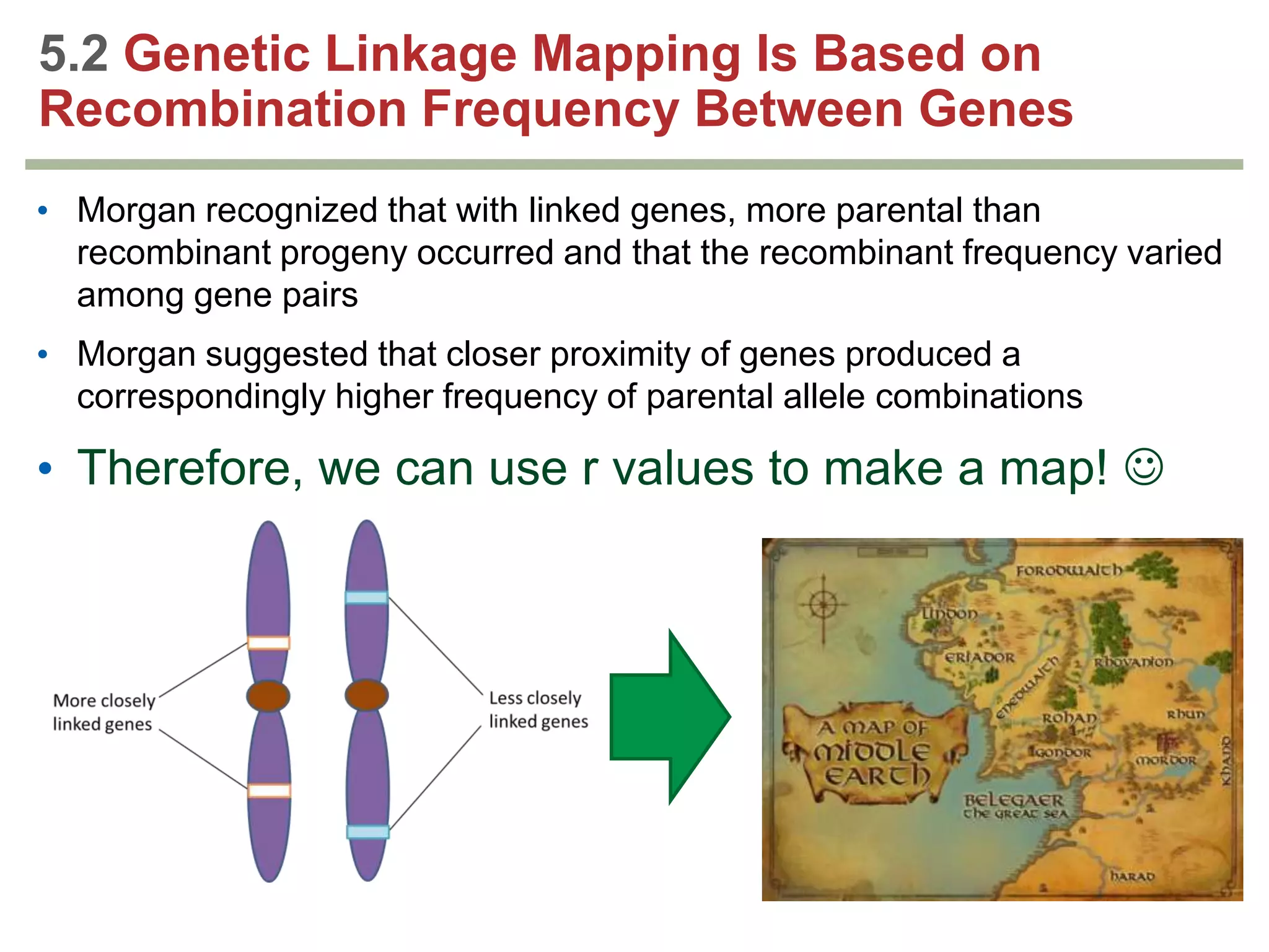 5.2 Genetic Linkage Mapping Is Based on
Recombination Frequency Between Genes
• Morgan recognized that with linked genes, more parental than
recombinant progeny occurred and that the recombinant frequency varied
among gene pairs
• Morgan suggested that closer proximity of genes produced a
correspondingly higher frequency of parental allele combinations

• Therefore, we can use r values to make a map! 

 