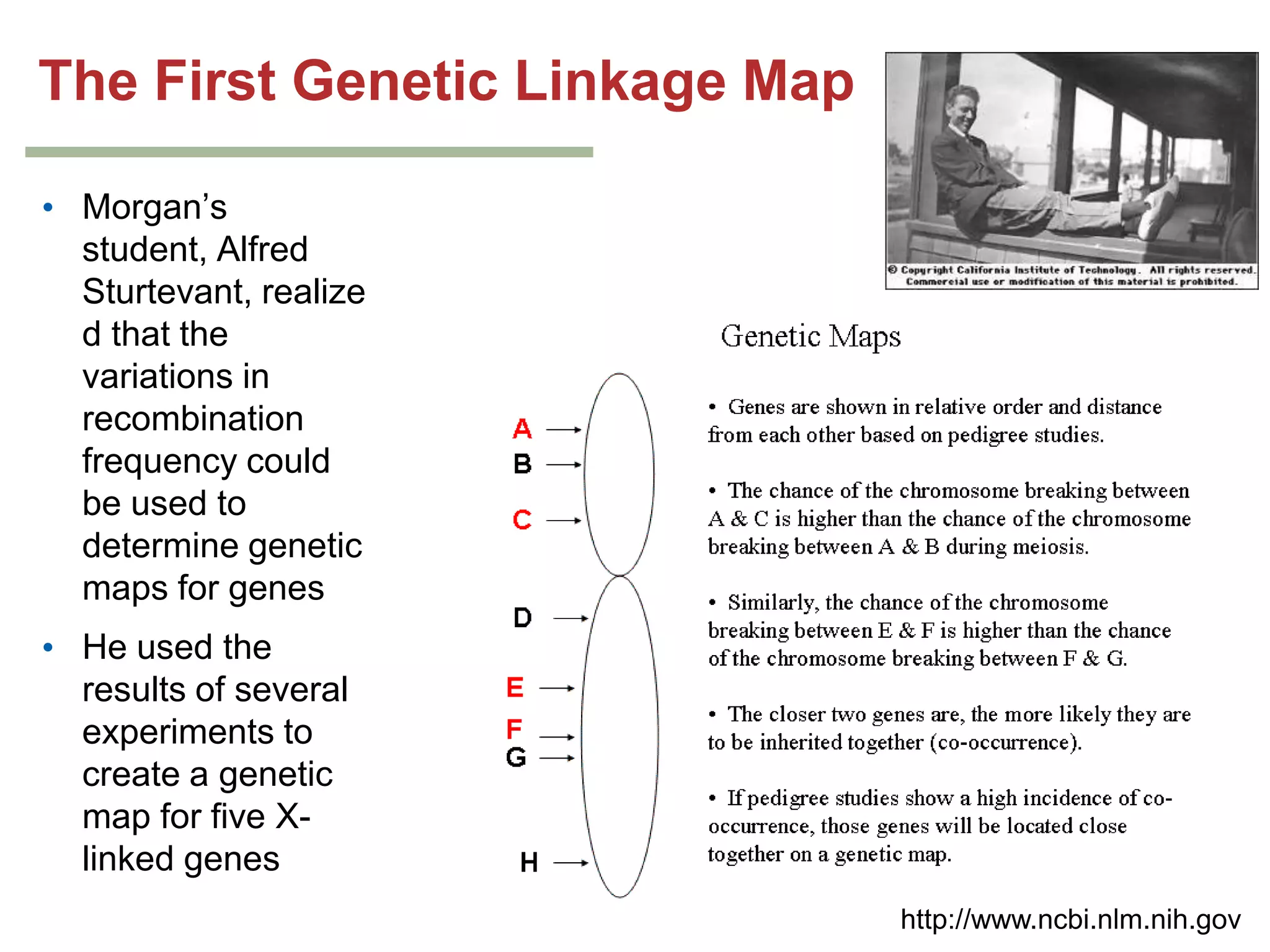 The First Genetic Linkage Map
• Morgan’s
student, Alfred
Sturtevant, realize
d that the
variations in
recombination
frequency could
be used to
determine genetic
maps for genes
• He used the
results of several
experiments to
create a genetic
map for five Xlinked genes
http://www.ncbi.nlm.nih.gov

 
