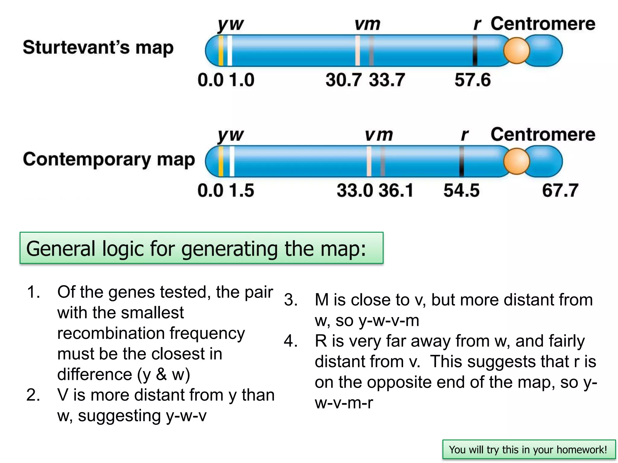 General logic for generating the map:
1. Of the genes tested, the pair 3. M is close to v, but more distant from
with the smallest
w, so y-w-v-m
recombination frequency
4. R is very far away from w, and fairly
must be the closest in
distant from v. This suggests that r is
difference (y & w)
on the opposite end of the map, so y2. V is more distant from y than
w-v-m-r
w, suggesting y-w-v
You will try this in your homework!

 