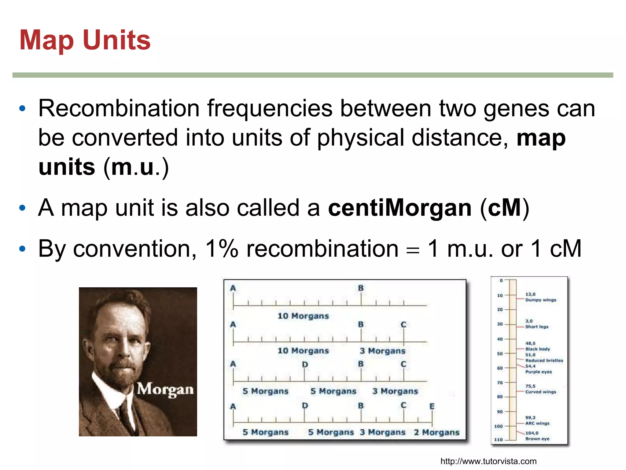 Map Units
• Recombination frequencies between two genes can
be converted into units of physical distance, map
units (m.u.)
• A map unit is also called a centiMorgan (cM)

• By convention, 1% recombination

1 m.u. or 1 cM

http://www.tutorvista.com

 