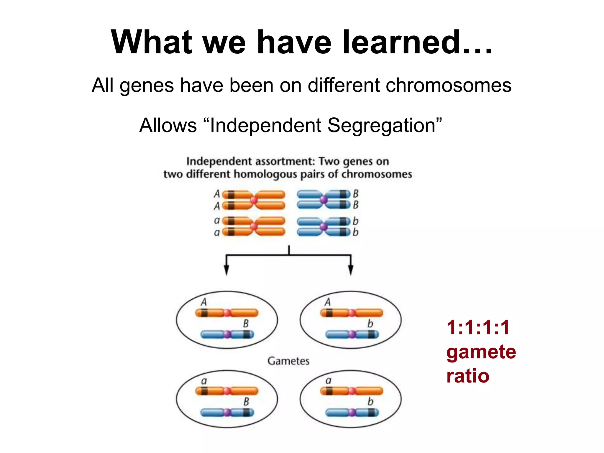 What we have learned…
All genes have been on different chromosomes
Allows “Independent Segregation”

1:1:1:1
gamete
ratio

 