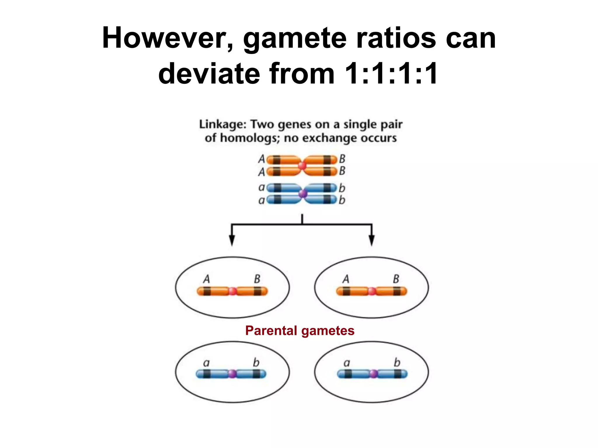 However, gamete ratios can
deviate from 1:1:1:1

Parental gametes

 
