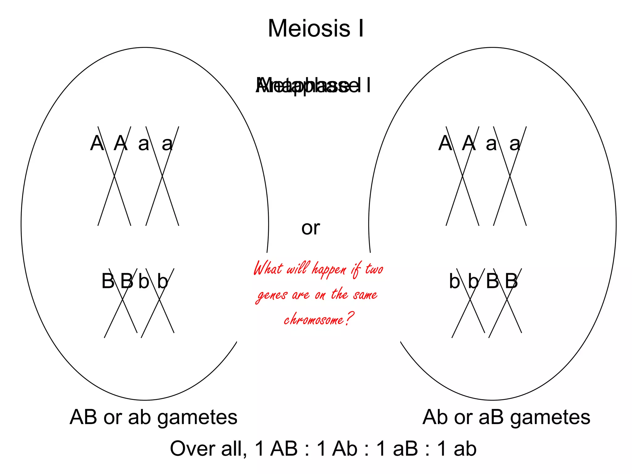 Meiosis I
Anaphase
MetaphaseI I
A A a a

A A a a

or

BBb b

What will happen if two
genes are on the same
chromosome?

b b BB

AB or ab gametes
Ab or aB gametes
Over all, 1 AB : 1 Ab : 1 aB : 1 ab

 