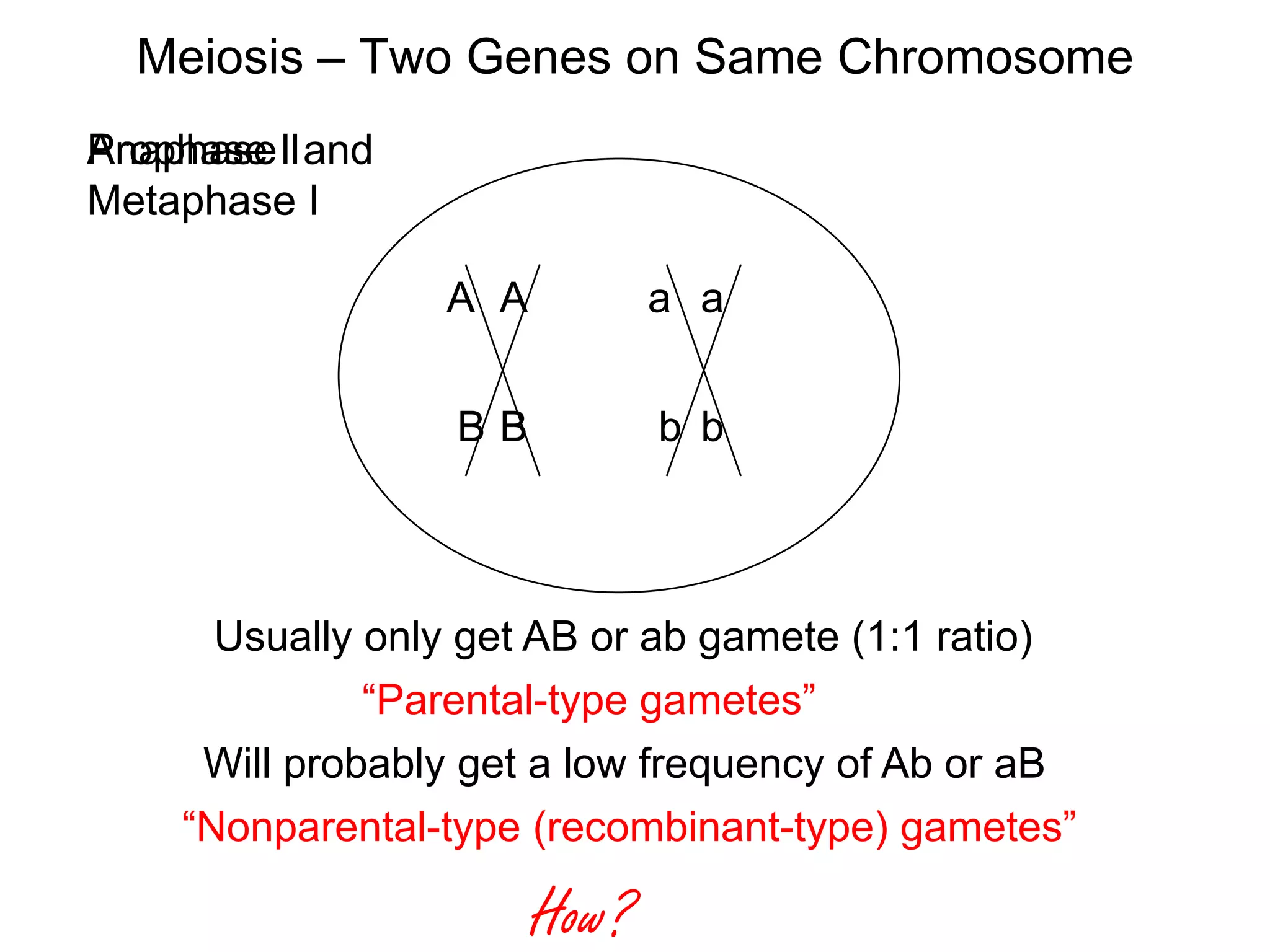 Meiosis – Two Genes on Same Chromosome
Anaphase
Prophase II and
Metaphase I
A A

a a

BB

b b

Usually only get AB or ab gamete (1:1 ratio)
“Parental-type gametes”

Will probably get a low frequency of Ab or aB
“Nonparental-type (recombinant-type) gametes”

How?

 