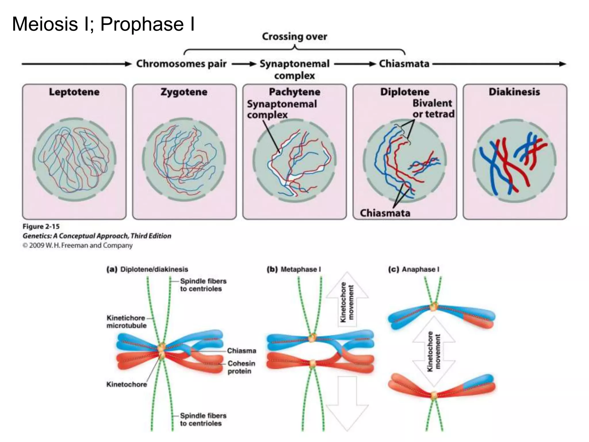 Meiosis I; Prophase I

 