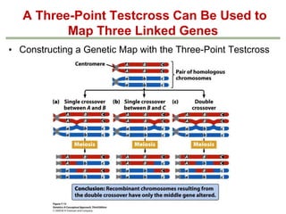 Geneticschapter5part21 Phpapp01