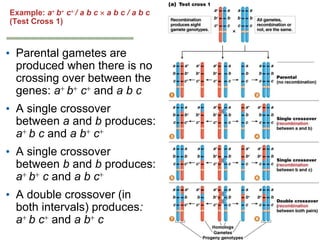 Geneticschapter5part21 Phpapp01