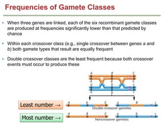 Geneticschapter5part21 Phpapp01