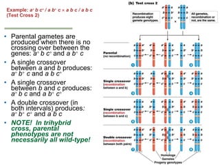 Genetics chapter 5 part 2(1) | PPTX