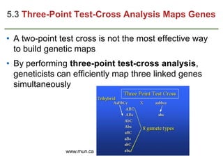 Three Point Cross Example Questions Genetics chapter 5 part 2(1) | PPTX