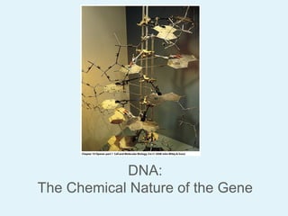DNA:
The Chemical Nature of the Gene

 