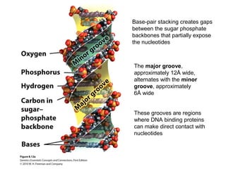 Base Stacking Genetics Genetics chapter 7 dna structure and replication | PPT