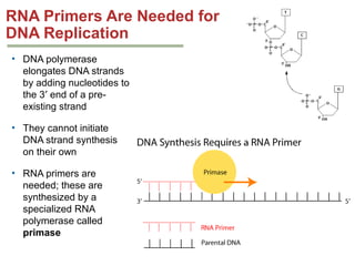 Rna Primer Example Genetics chapter 7 dna structure and replication | PPT