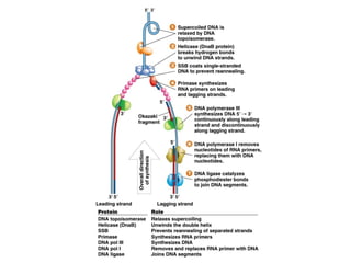 Genetics chapter 7 dna structure and replication | PPT