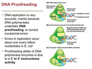 Genetics chapter 7 dna structure and replication | PPT