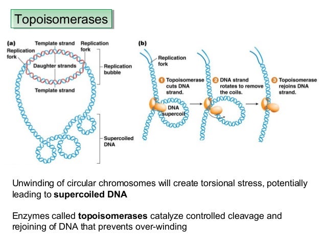 Genetics Chapter 7 Dna Structure And Replication