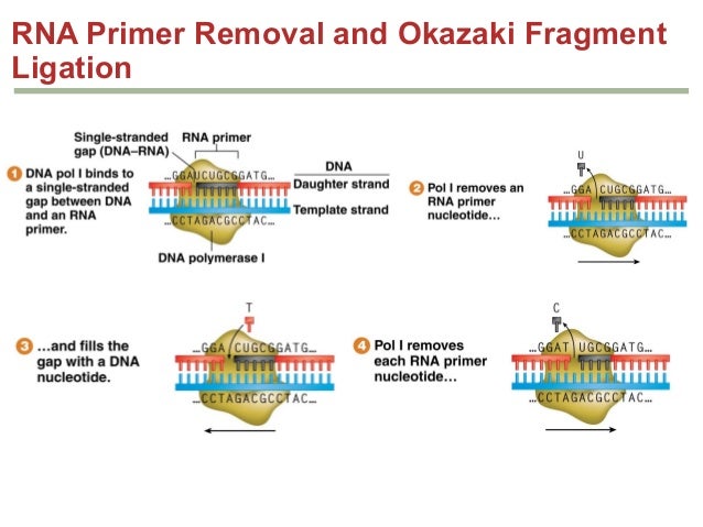 dna structure and replication essay dna structure and replication essay