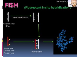 Dr.Padmesh. V


                       (Fluorescent in situ hybridization )

           Heat Denaturation


Chromosomal
  DNA




Probe DNA
labelled with
                               Hybridization
Flurochrome
 