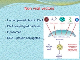 Non viral vectors 
 Un complexed plasmid DNA 
 DNA coated gold particles 
 Liposomes 
 DNA – protein conjugates 
 