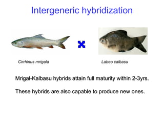 Genetic selection & hybridization kashmeera | PPT
