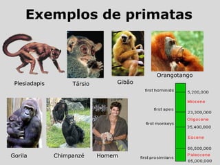 Exemplos de primatas
Társio Gibão
Orangotango
Gorila Chimpanzé
Plesiadapis
Homem
 