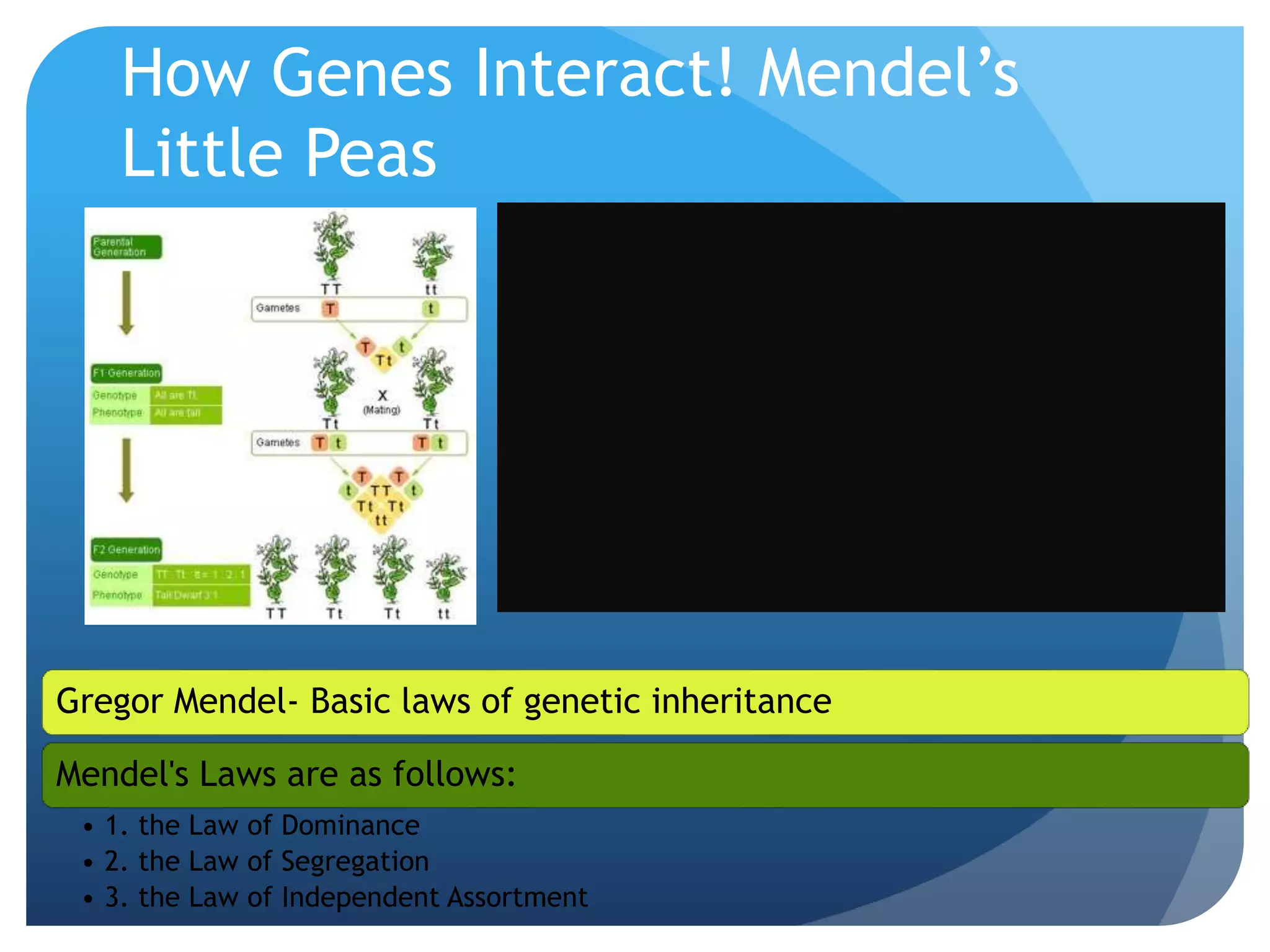 How Genes Interact! Mendel’s
Little Peas
Gregor Mendel- Basic laws of genetic inheritance
Mendel's Laws are as follows:
• 1. the Law of Dominance
• 2. the Law of Segregation
• 3. the Law of Independent Assortment
 