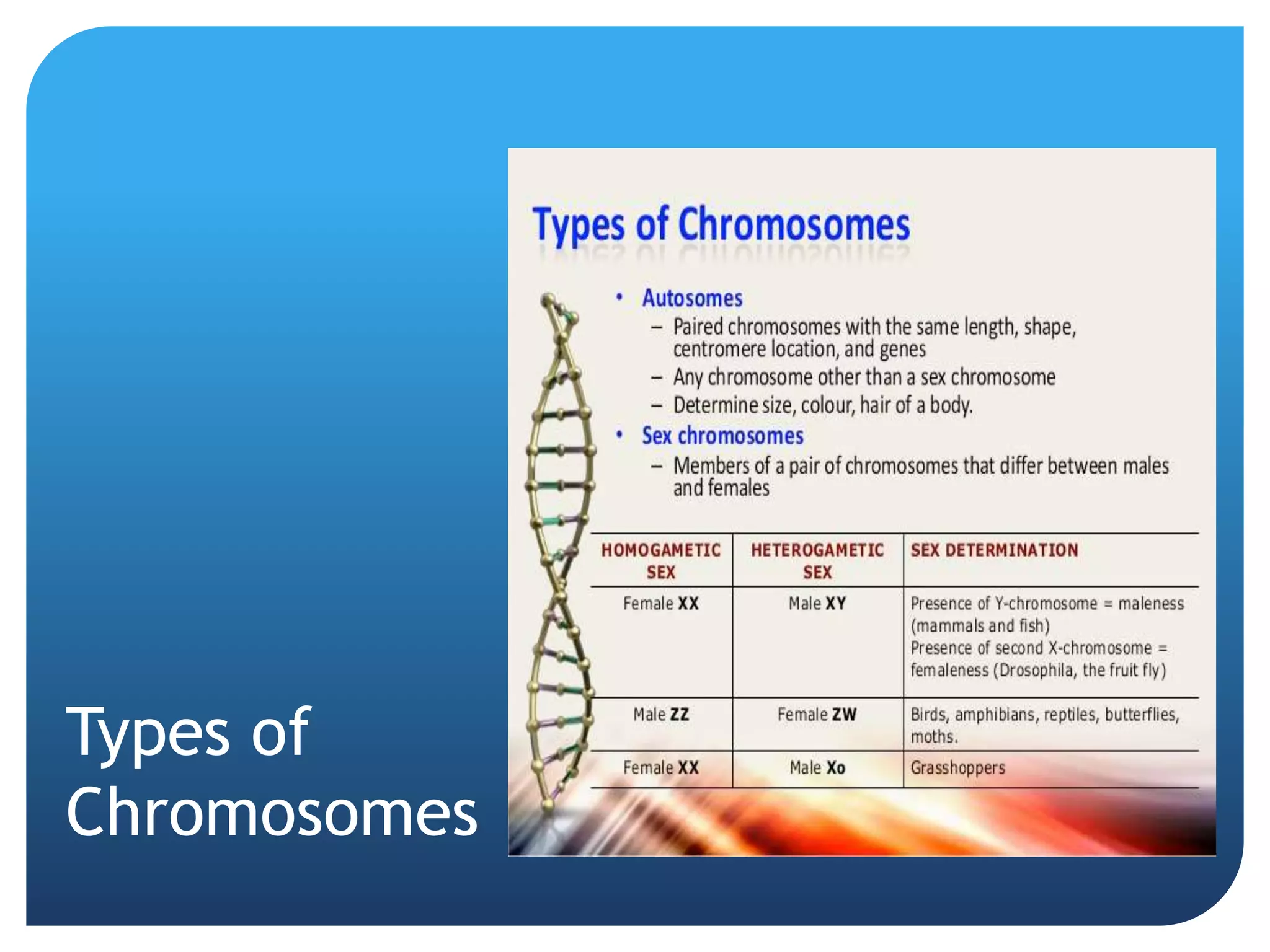 Types of
Chromosomes
 