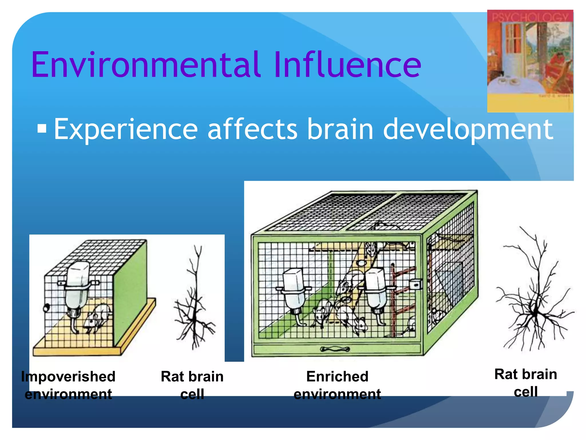 Environmental Influence
 Experience affects brain development
Impoverished
environment
Rat brain
cell
Rat brain
cell
Enriched
environment
 