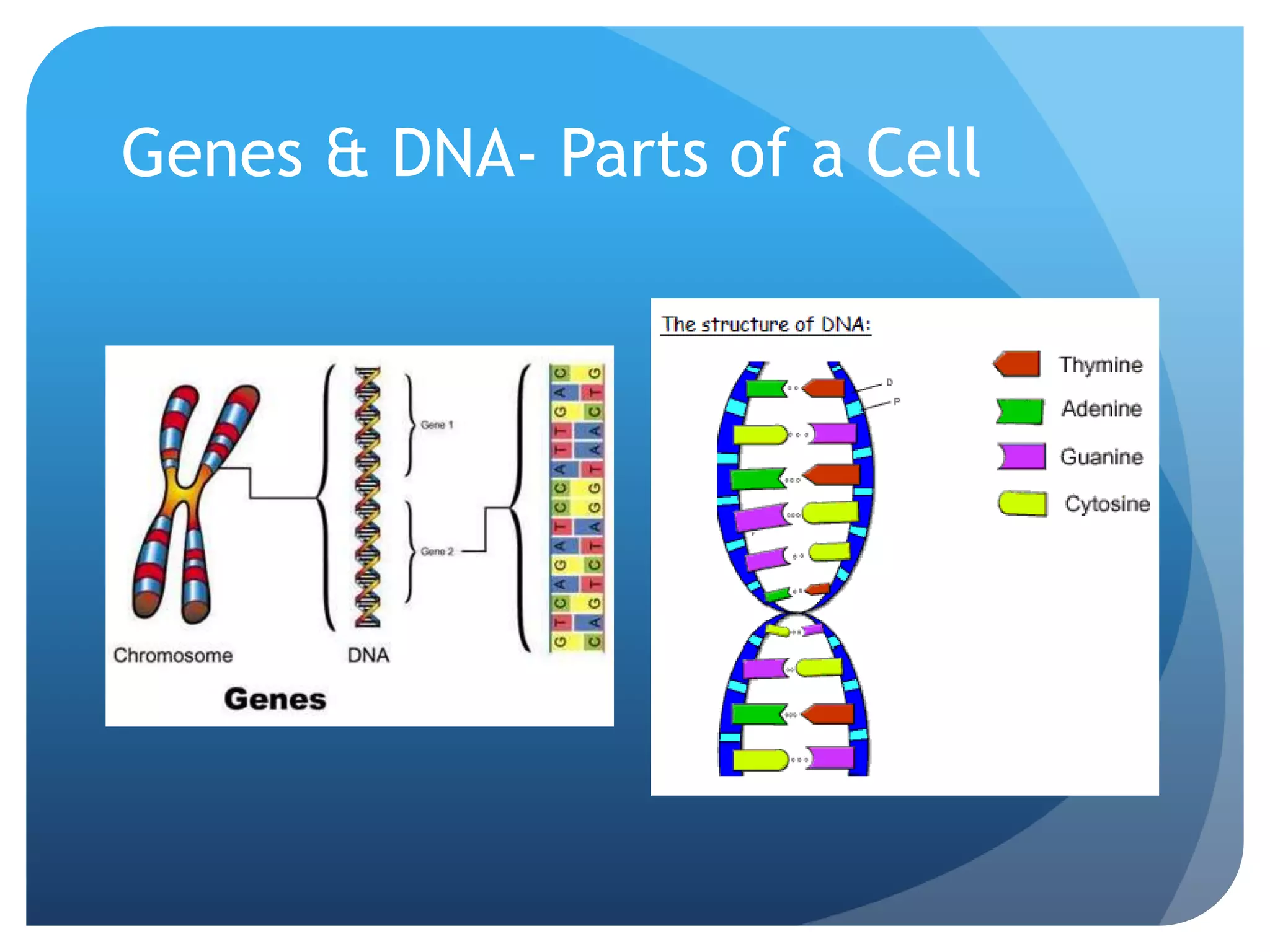 Genes & DNA- Parts of a Cell
 