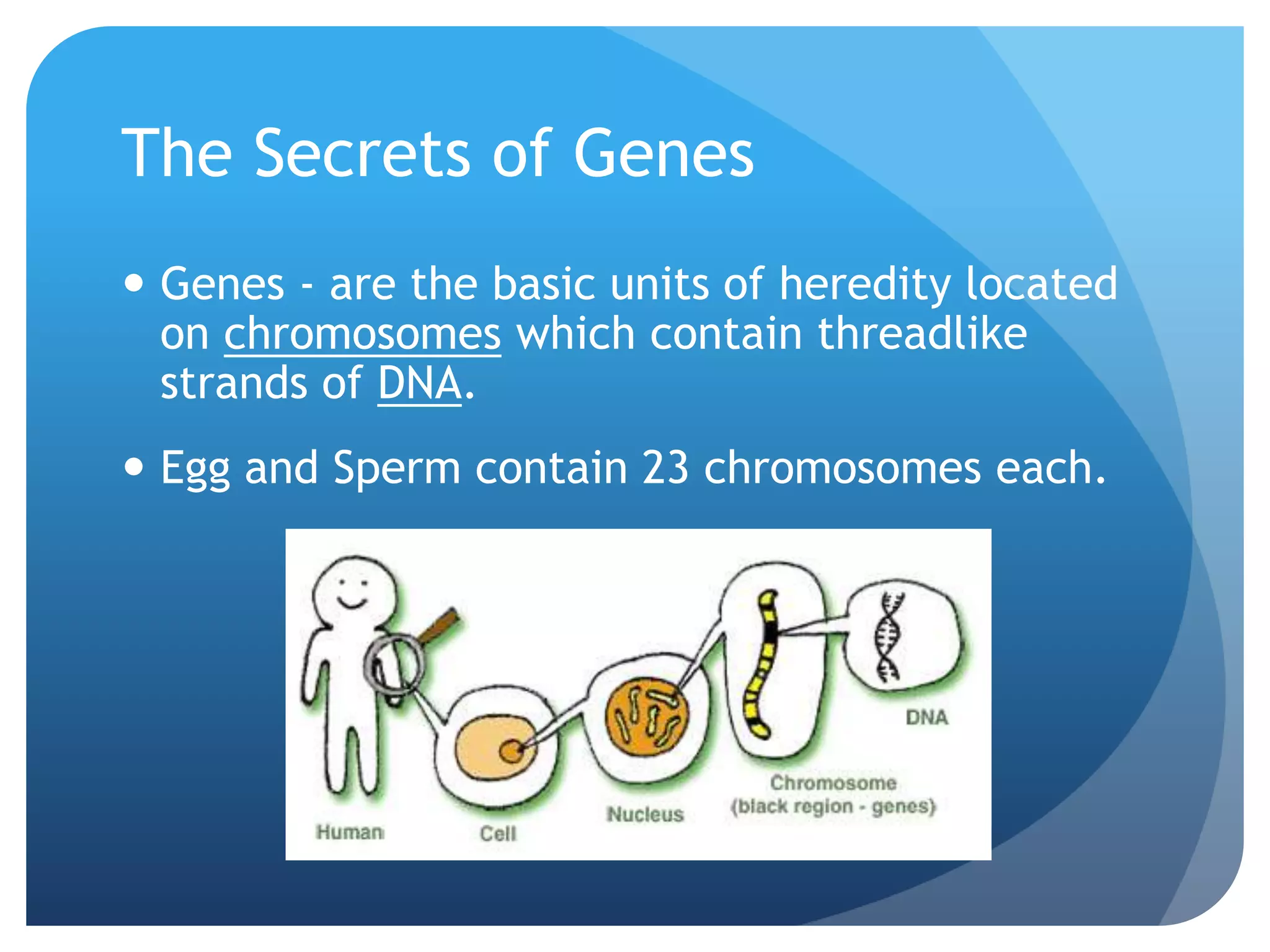 The Secrets of Genes
 Genes - are the basic units of heredity located
on chromosomes which contain threadlike
strands of DNA.
 Egg and Sperm contain 23 chromosomes each.
 