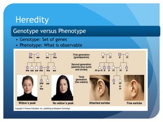 Heredity
Genotype versus Phenotype
• Genotype: Set of genes
• Phenotype: What is observable
 