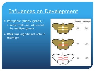 Influences on Development
 Polygenic (many-genes):
 most traits are influenced
by multiple genes
 RNA has significant r...