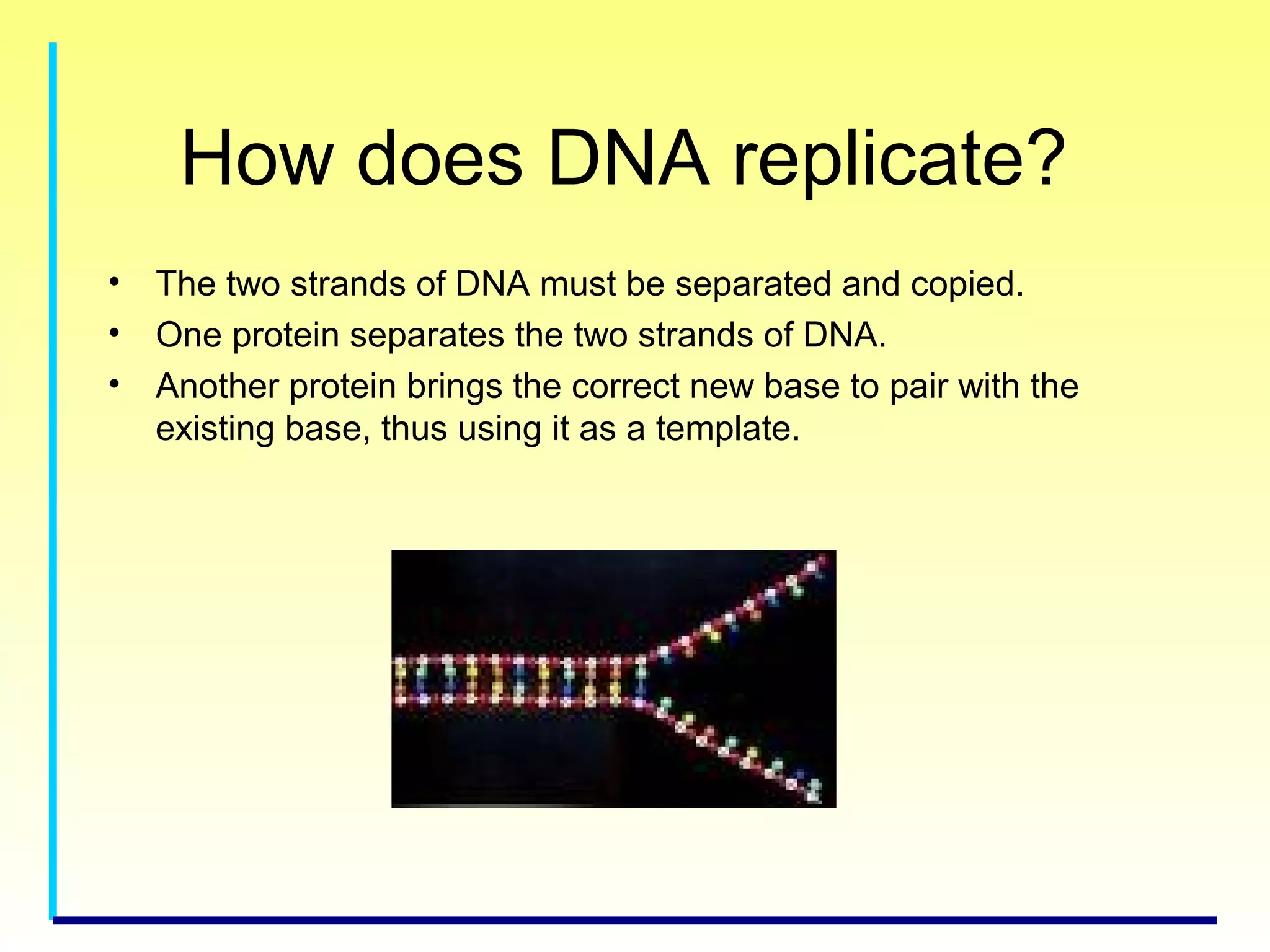 How does DNA replicate?
• The two strands of DNA must be separated and copied.
• One protein separates the two strands of DNA.
• Another protein brings the correct new base to pair with the
existing base, thus using it as a template.
 