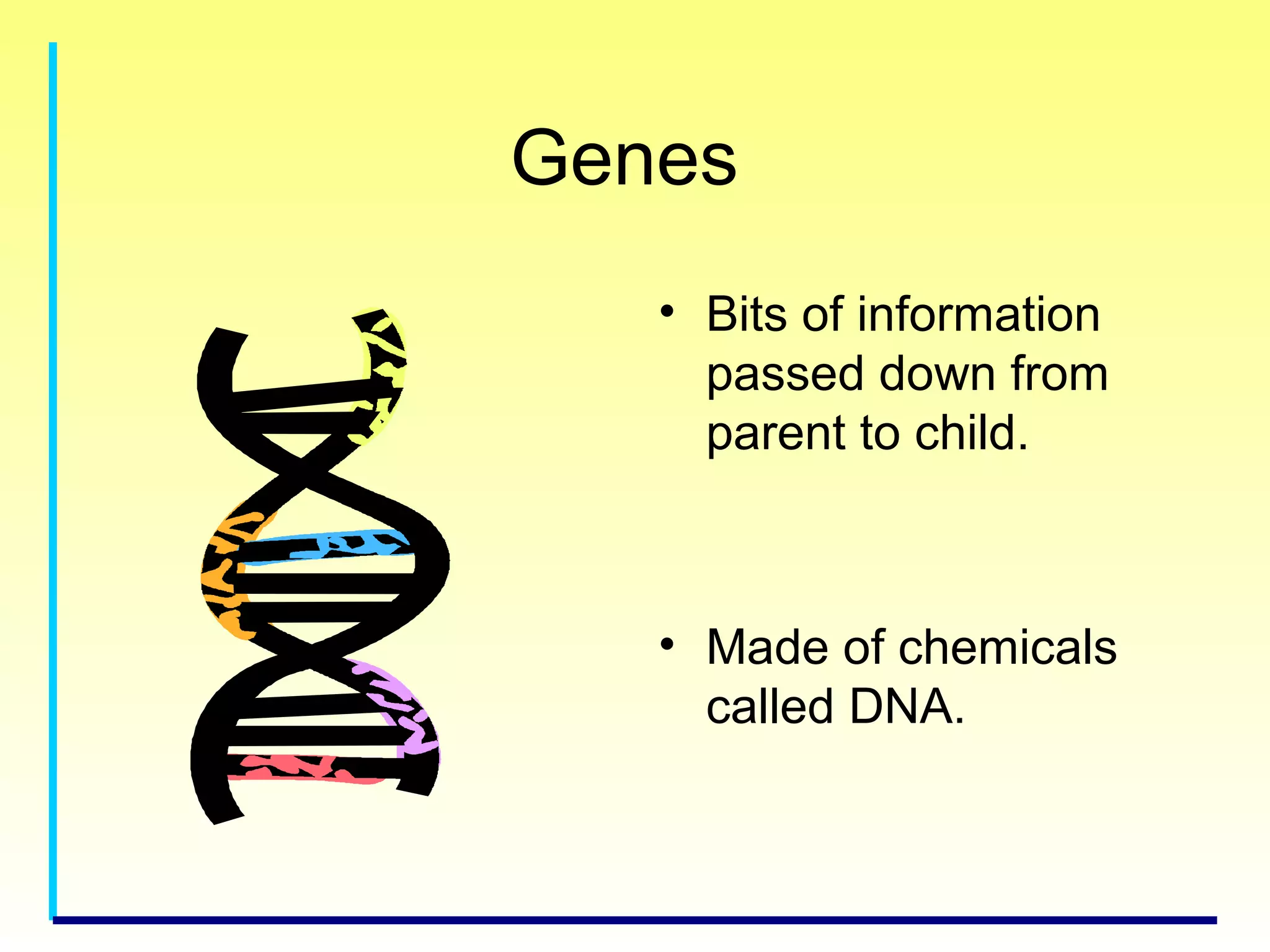 Genes
• Bits of information
passed down from
parent to child.
• Made of chemicals
called DNA.
 