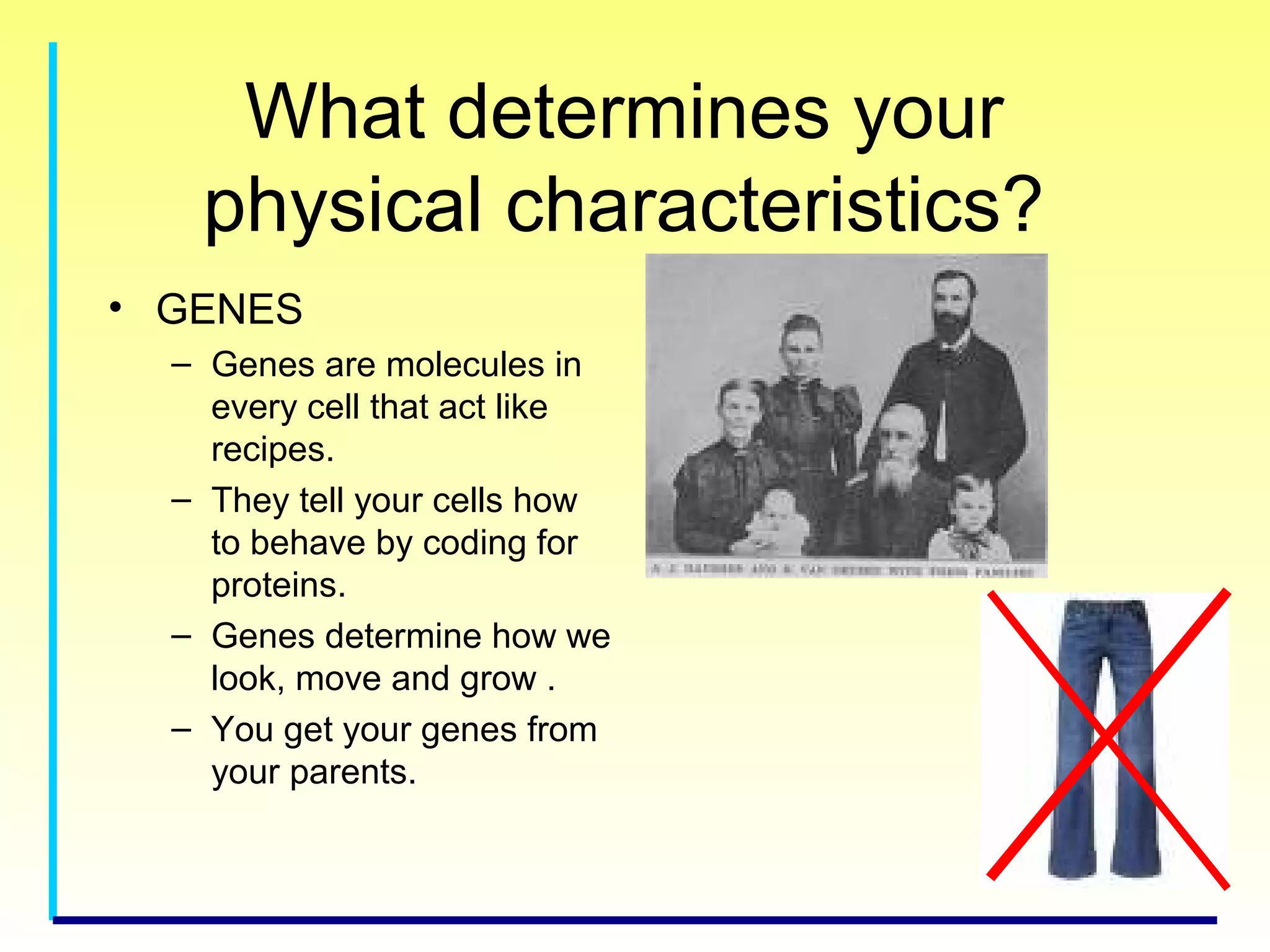 What determines your
physical characteristics?
• GENES
– Genes are molecules in
every cell that act like
recipes.
– They tell your cells how
to behave by coding for
proteins.
– Genes determine how we
look, move and grow .
– You get your genes from
your parents.
 