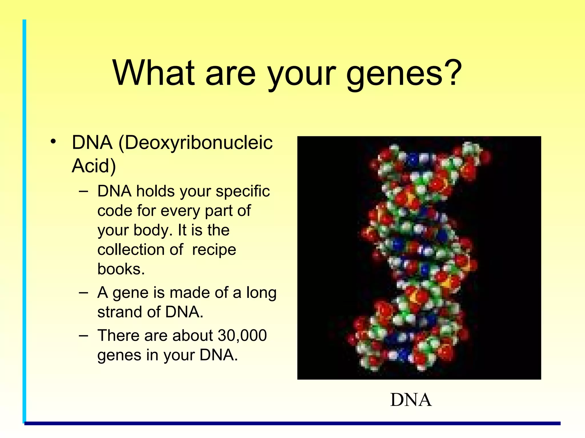 What are your genes?
• DNA (Deoxyribonucleic
Acid)
– DNA holds your specific
code for every part of
your body. It is the
collection of recipe
books.
– A gene is made of a long
strand of DNA.
– There are about 30,000
genes in your DNA.
DNA
 