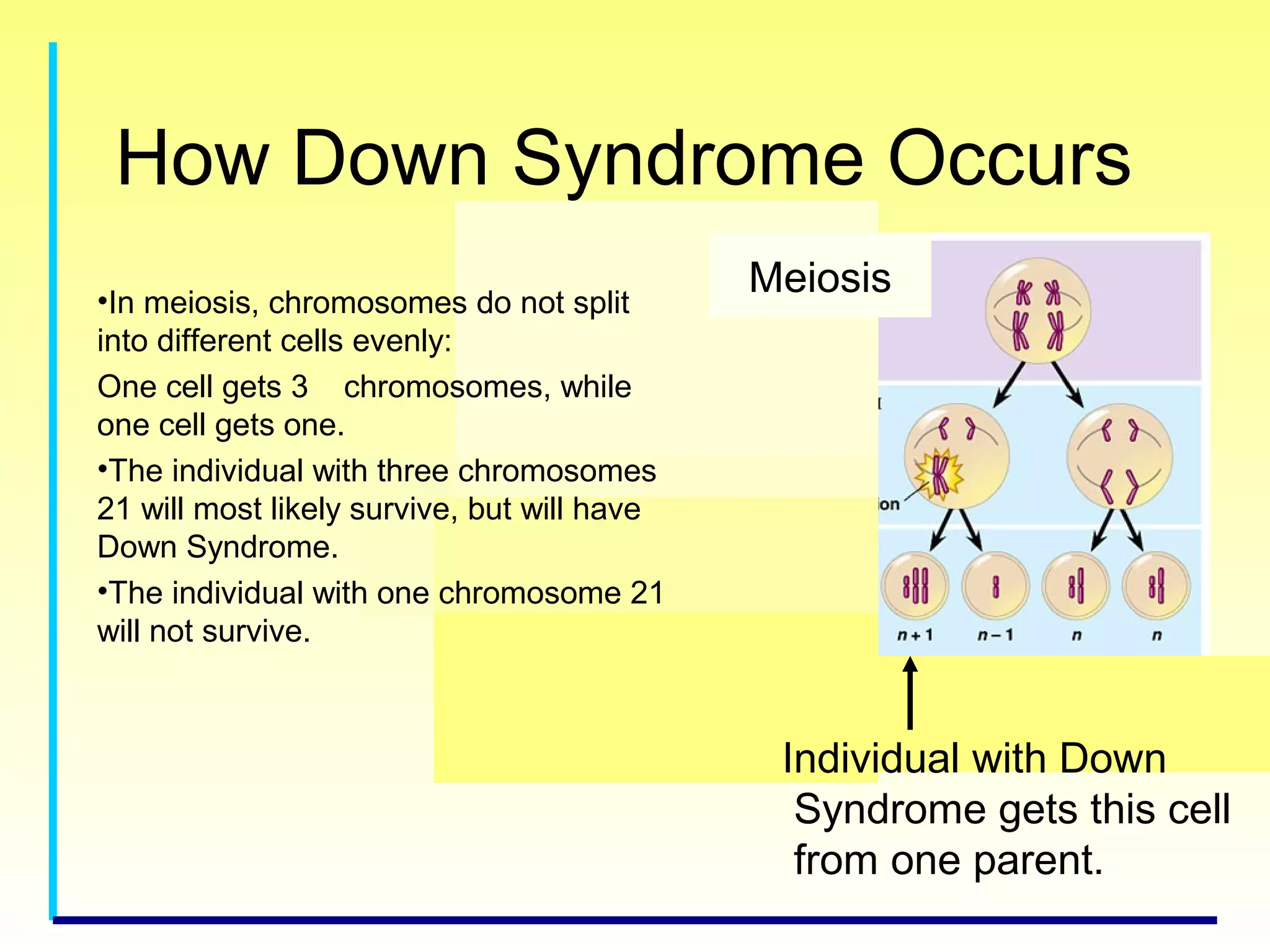 How Down Syndrome Occurs
Meiosis
Individual with Down
Syndrome gets this cell
from one parent.
•In meiosis, chromosomes do not split
into different cells evenly:
One cell gets 3 chromosomes, while
one cell gets one.
•The individual with three chromosomes
21 will most likely survive, but will have
Down Syndrome.
•The individual with one chromosome 21
will not survive.
 
