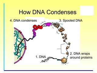 Genetics for kids | PPT