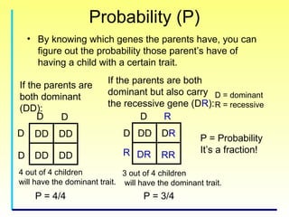 Genetics for kids | PPT