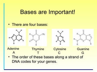 Genetics for kids | PPT
