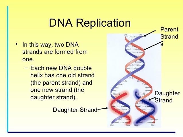 Genetics For Kids