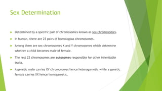 Sex Determination
 Determined by a specific pair of chromosomes known as sex chromosomes.
 In human, there are 23 pairs of homologous chromosomes.
 Among them are sex chromosomes X and Y chromosomes which determine
whether a child becomes male of female.
 The rest 22 chromosomes are autosomes responsible for other inheritable
traits.
 A genetic male carries XY chromosomes hence heterogametic while a genetic
female carries XX hence homogametic.
 