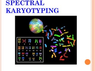 SPECTRAL
KARYOTYPING
 
