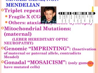 SINGLE GENE, NON-
 MENDELIAN
Triplet repeats
 Fragile X (CGG)
 Others: ataxias, myotonic dystrophy
Mitochondrial     Mutations:
 (maternal)
     (LEBER HEREDITARY OPTIC
 NEUROPATHY)
Genomic “IMPRINTING”: (Inactivation
 of maternal or paternal allele, contradicts
 Mendel)
Gonadal “MOSAICISM”: (only gametes
 have mutated cells)
 