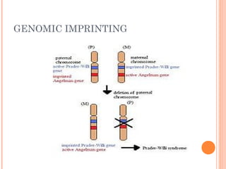 GENOMIC IMPRINTING
 