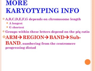 MORE
    KARYOTYPING INFO
   A,B,C,D,E,F,G depends on chromosome length
    A  longest
     G shortest
   Groups within these letters depend on the p/q ratio
ARMREGIONBANDSub-
    BAND, numbering from the centromere
    progressing distad
 