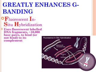 GREATLY ENHANCES G-
BANDING
Fluorescent In-
 Situ Hybridization
   Uses fluorescent labelled
    DNA fragments, ~10,000
    base pairs, to bind (or
    not bind) to its
    complement
 